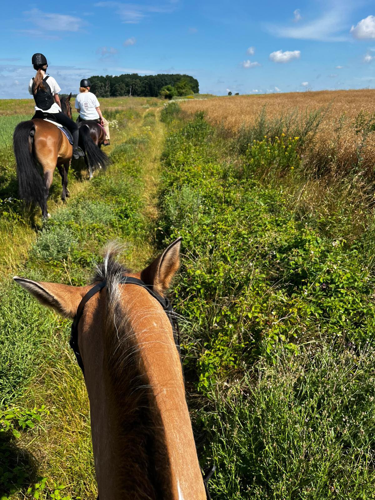 OFERTA SPECJALNA - PÓŁKOLONIE JEŹDZIECKIE Z TRANSPORTEM